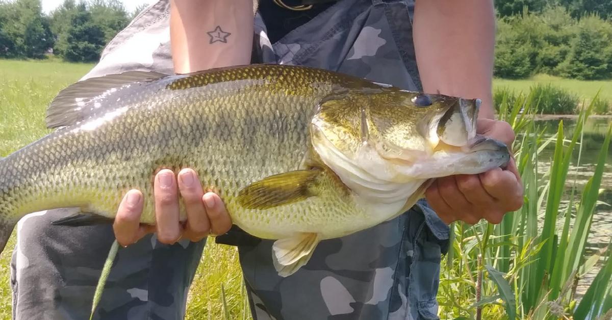How To Fish A French Fry Bait: Catch Big Ones With This Little Bass Snack