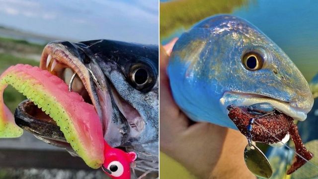 Two Must Have Soft Plastics For Inshore Saltwater Fishing