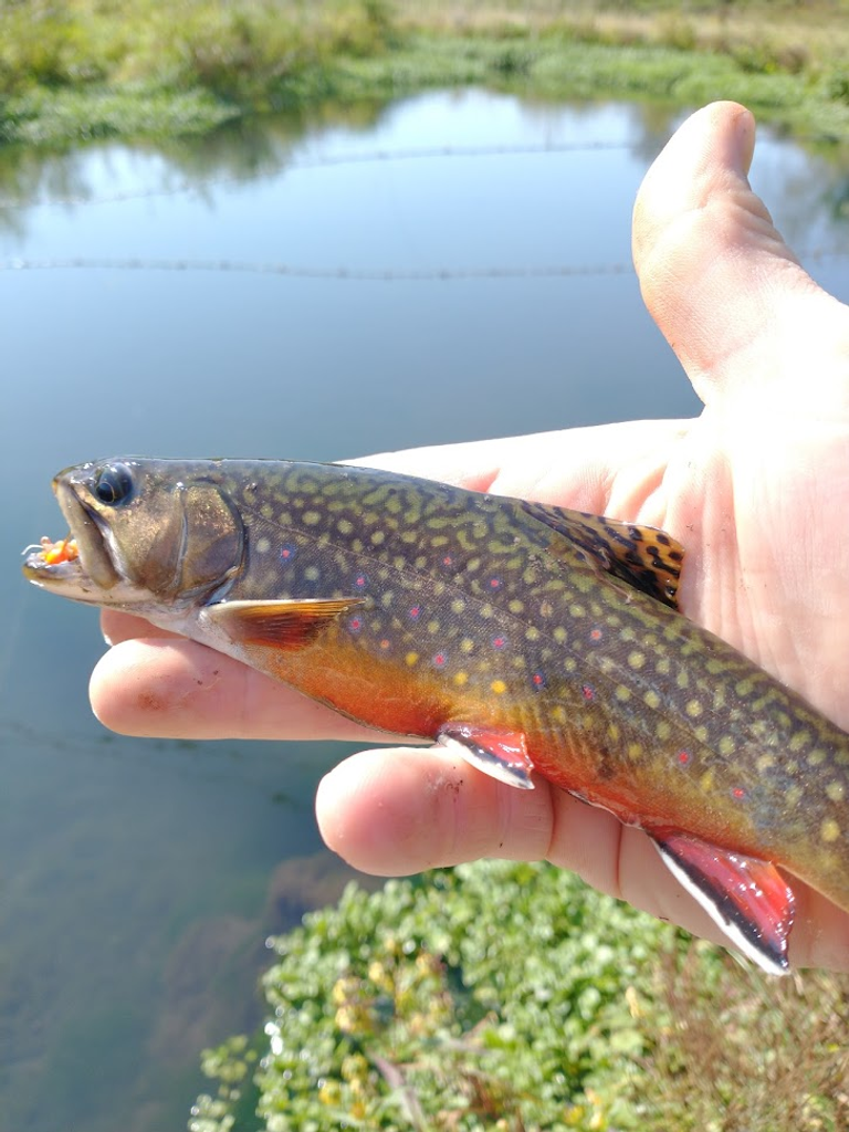 What Do Trout Actually Eat? An Inside Look At The Diet Of A Trout