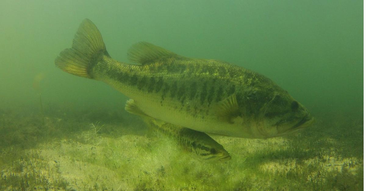 3 Places To Look For Spawning Bass