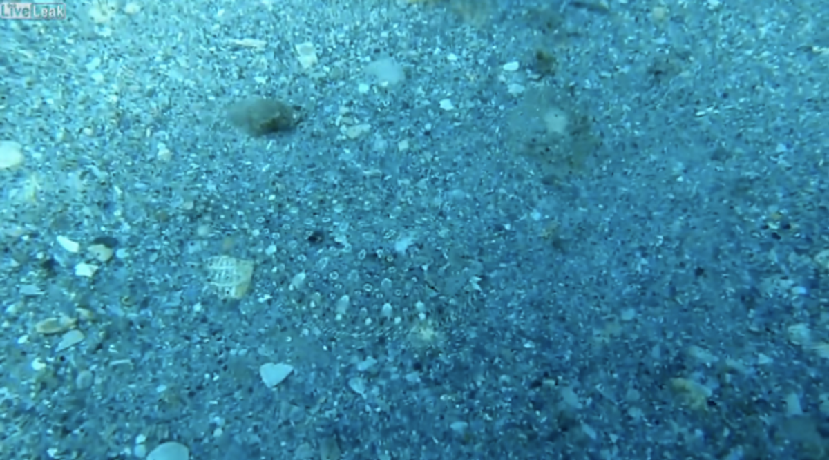 Can You Spot The Invisible Fish? [VIDEO]