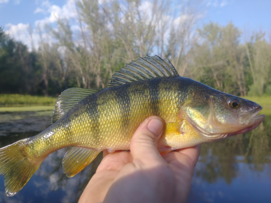 When Do Fish Spawn In The Spring? (9 Species Covered)