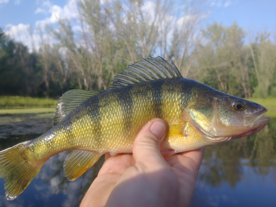 When Do Fish Spawn In The Spring 9 Species Covered when-do-fish-spawn-in-the-spring-9-species-covered