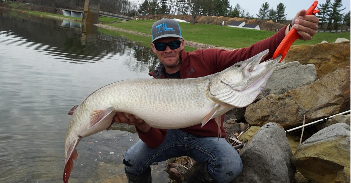 Possible Ohio State Record Musky Caught & Released