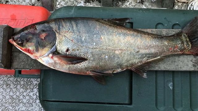 Asian Carp Found Near Lake Michigan, Global Takeover Begins