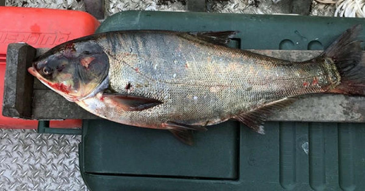 Asian Carp Found Near Lake Michigan, Global Takeover Begins