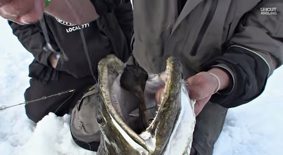 Two Dudes Catch A Giant Lake Trout On A Tip-Up