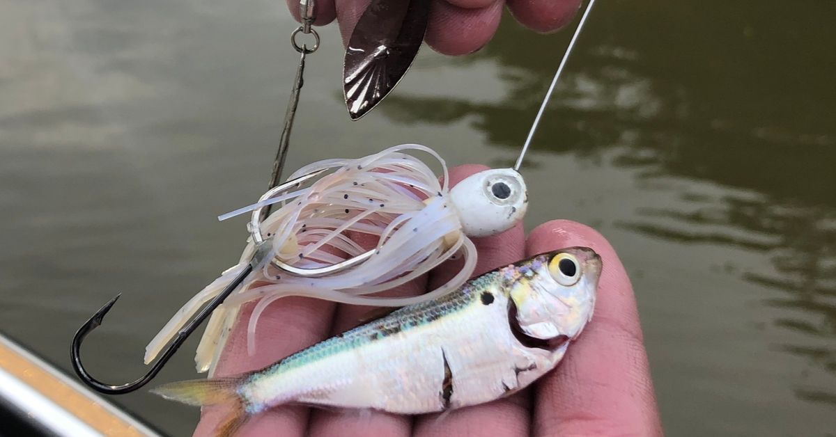 Karl's Spinnerbait Tips for Crushing Fall Bass - The Fishing Wire