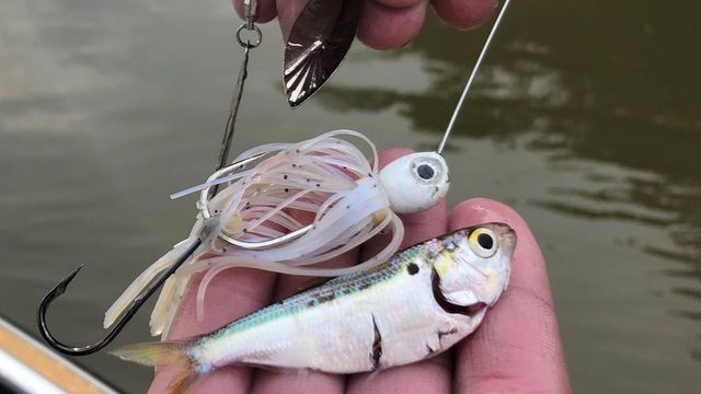5 Reasons Spinnerbaits Crush Bass In The Fall