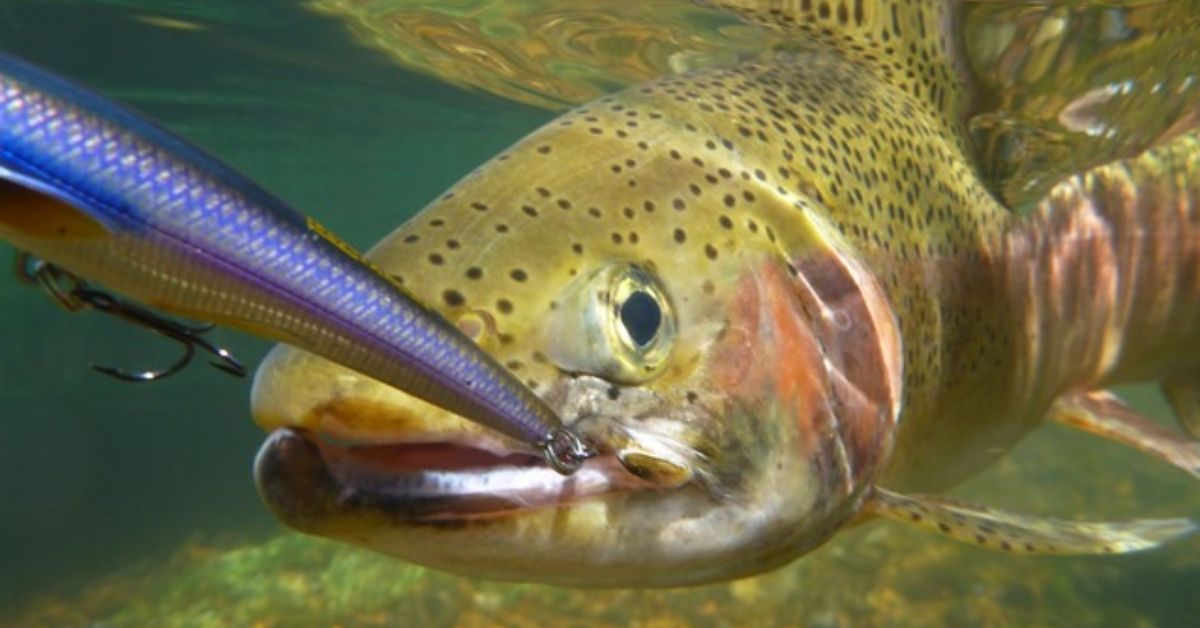 Trout Tackle - Best Trout Fishing Lures