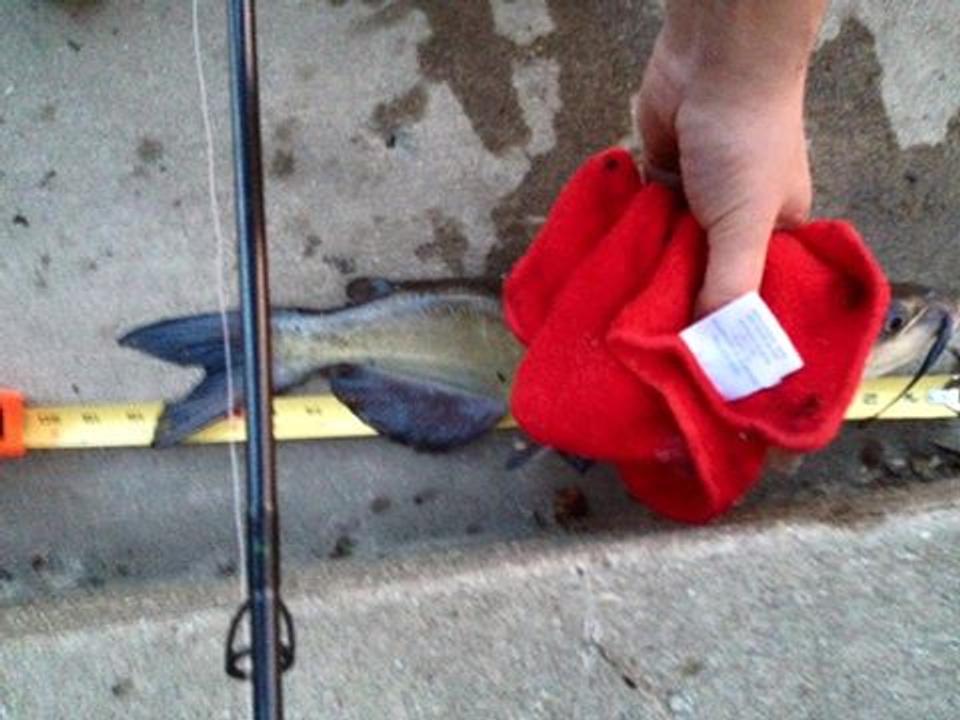 How To Hold A Catfish Properly And Safely