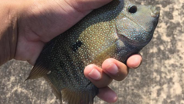 Can You Identify These 11 Mystery Fish?