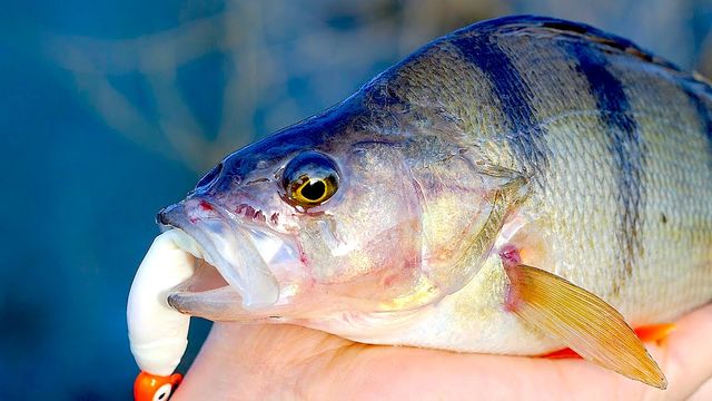 5 Top Rigs For Perch Fishing