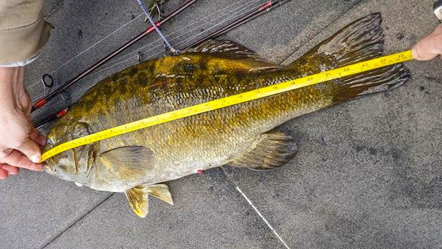 9.33 Pound Smallmouth Bass Sets Michigan Record