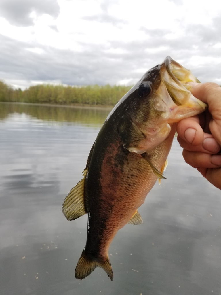 The Ultimate Prespawn Fishing Guide: When, Where And How