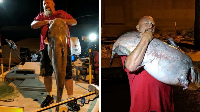 A GIANT 98 Pound Catfish = New Lake Record