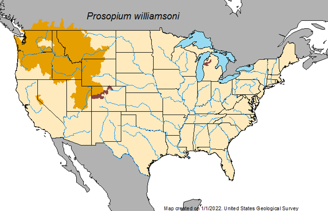 State And Potential World Record Mountain Whitefish Caught In Oregon