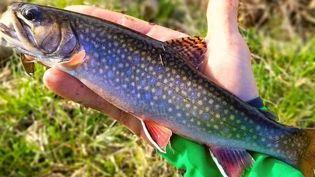 Trout Fishing's Best Kept Secret—Discovering "The Driftless"