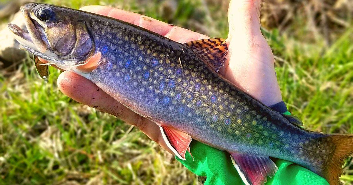 Trout Fishing's Best Kept Secret—Discovering "The Driftless"