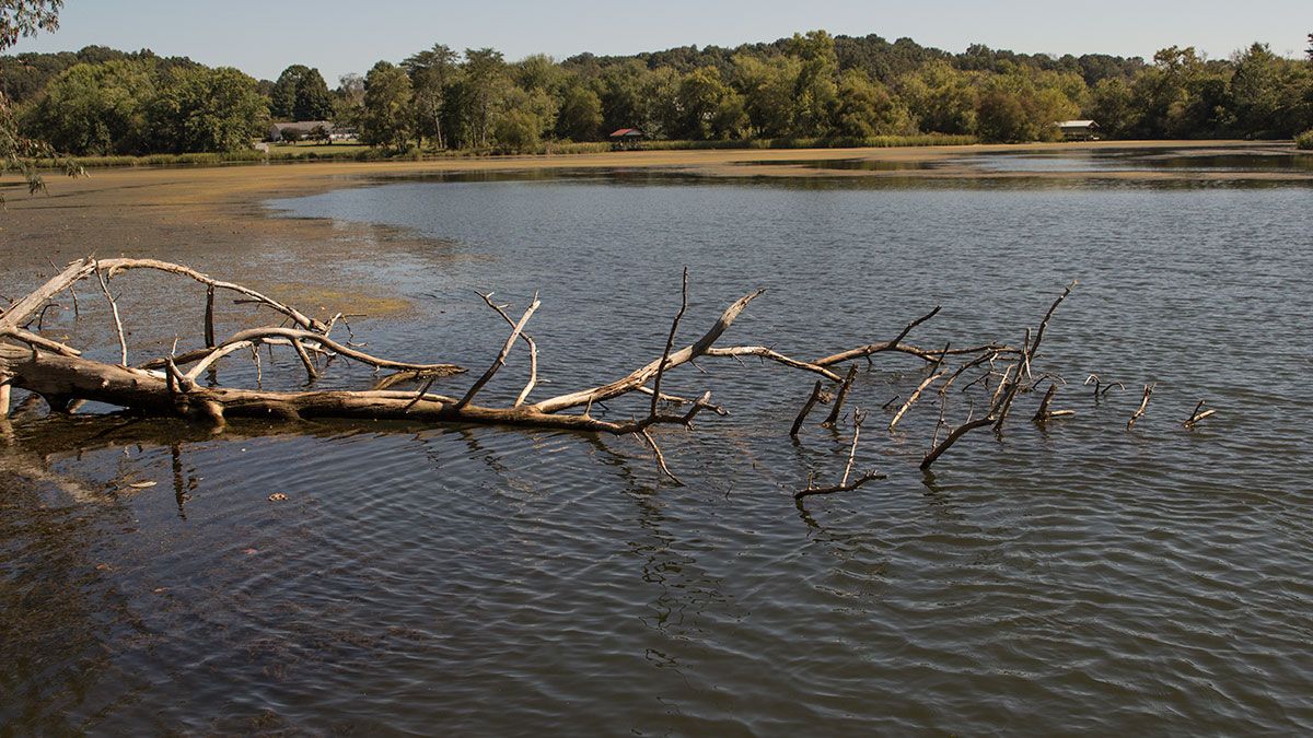 How to Fish Laydowns for Bass in River Current - Wired2Fish