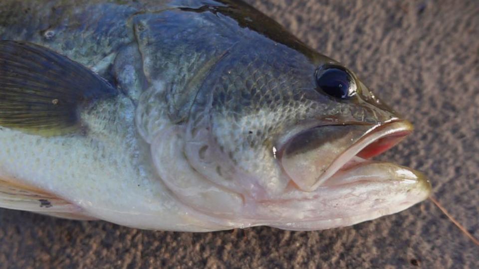 A Few Simple Tricks For Catching Cold Water Bass