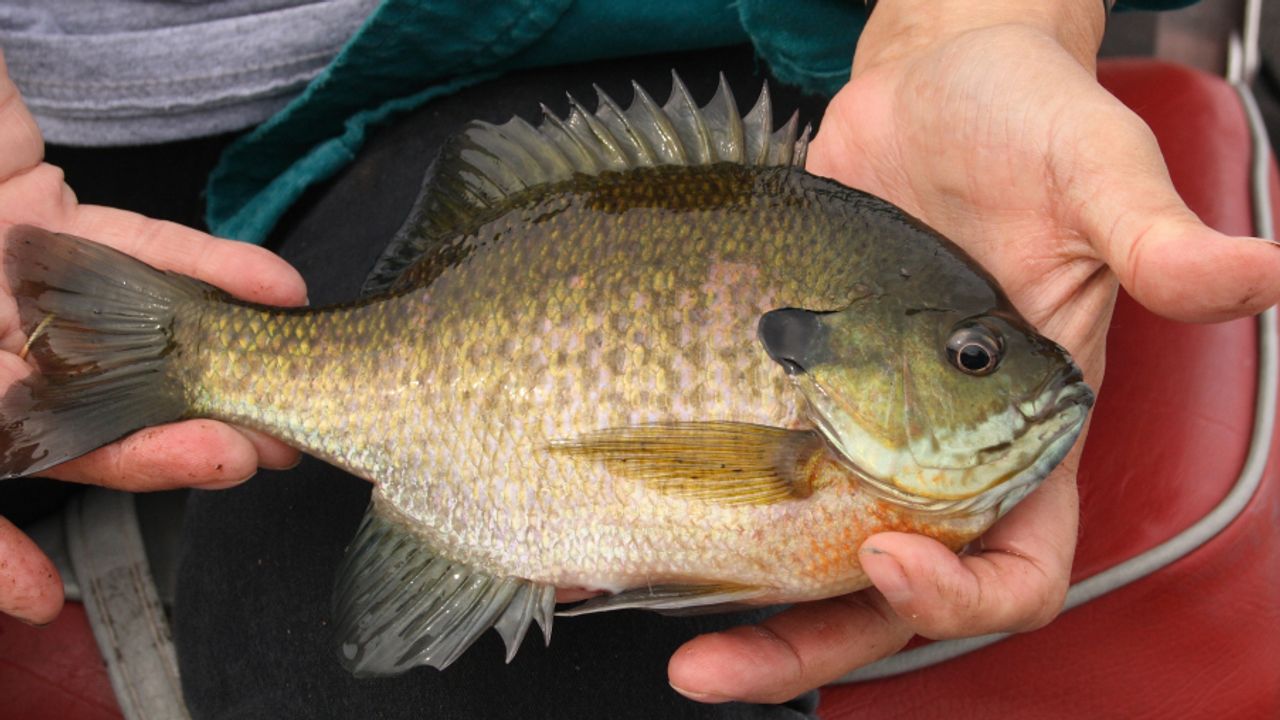 Mystery Tackle Box Adds New Panfish Option - Firefly Publicity