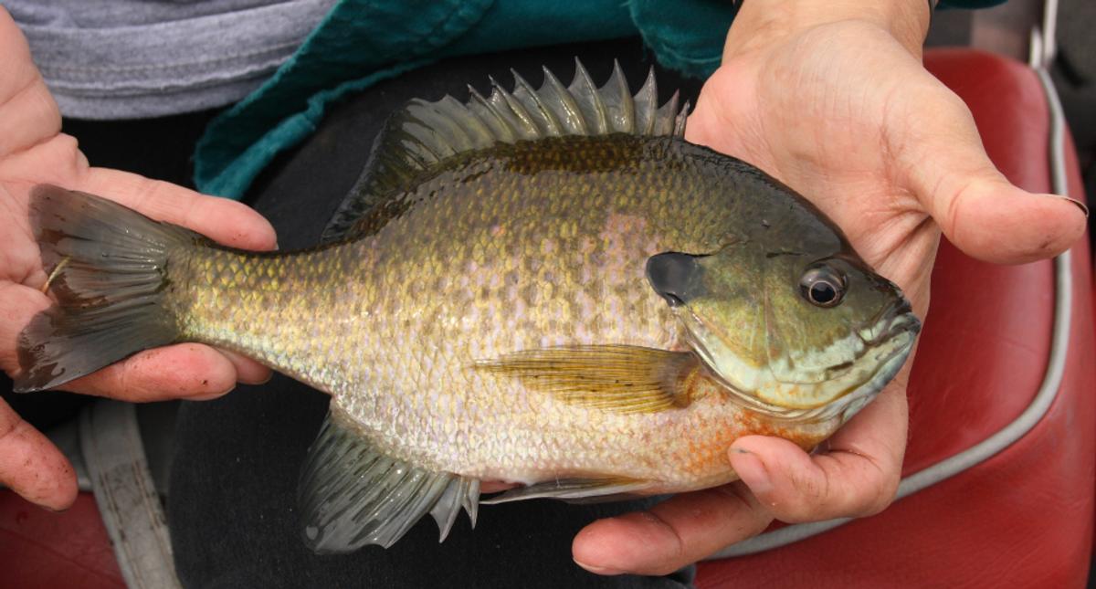 Mystery Tackle Box Adds Panfish Option [ANNOUNCEMENT]
