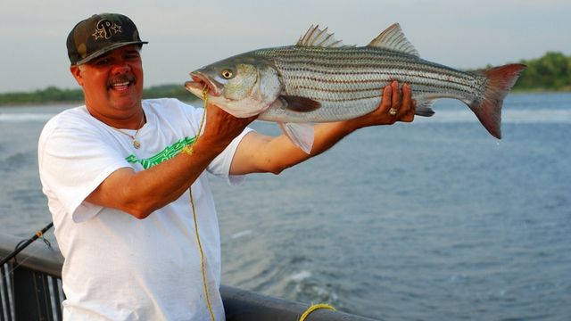 How To Fish "Squid Style" Baits Like The Chasebaits Ultimate Squid