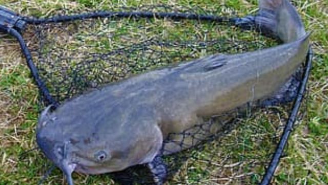 The Record Channel Catfish For Every State In America