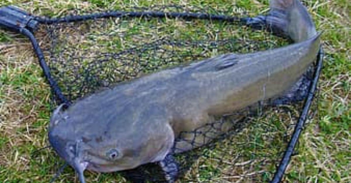 The Record Channel Catfish For Every State In America