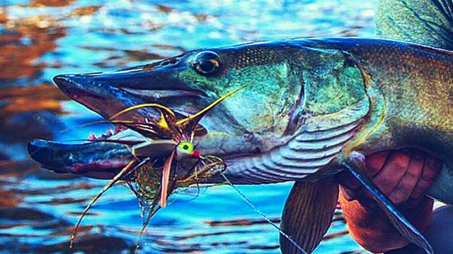 Musky Fly Fishing 101: How To Catch Musky On The Fly