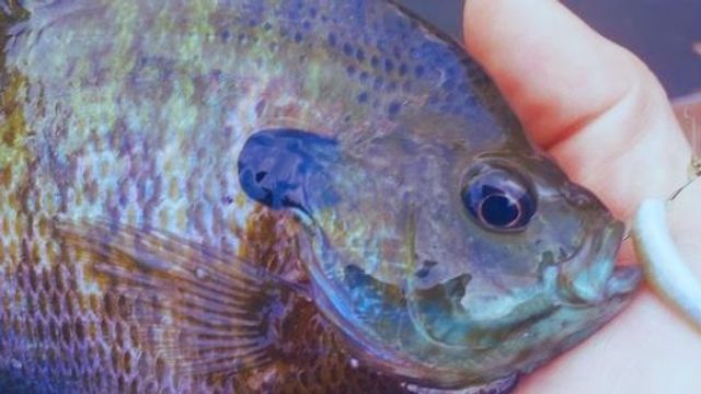 Simple Fishing Tips: 3 Ways To Understand Fish Behavior