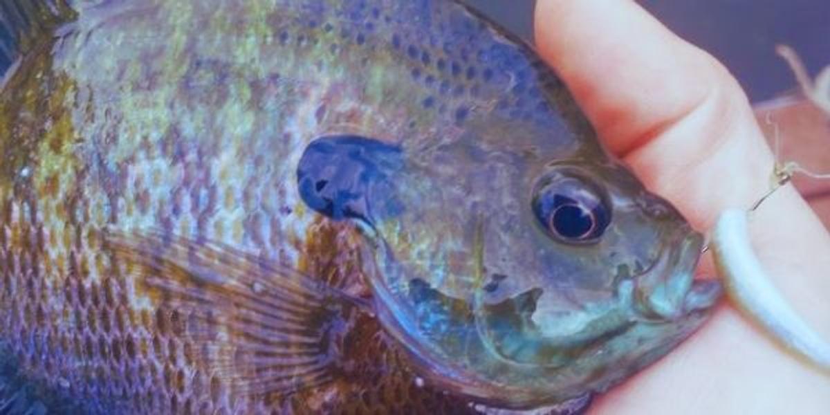 Simple Fishing Tips: 3 Ways To Understand Fish Behavior