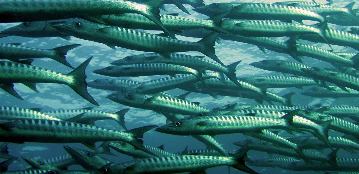 How To Protect Fisheries For 100 Years: A Collaborative Effort Between Scientists And Anglers
