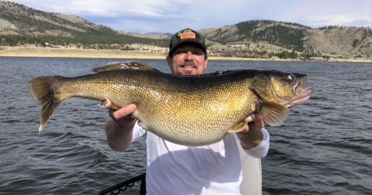 The New Montana State Record Walleye Measured 32 Inches And Weighed 18lbs