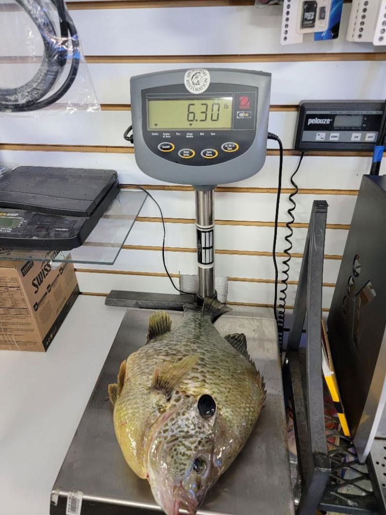 This Potential World Record Sunfish Is Bigger Than Every Panfish You Ve   B91187940446d659d6e06e5f1b2b13ca728cb000 768x1024 