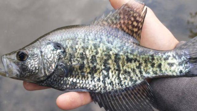Spring Crappie Tips: How To Catch Slabs All Season Long