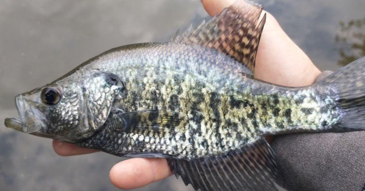 Crappie Fishing 101: How To Fish For Crappie Like A Pro