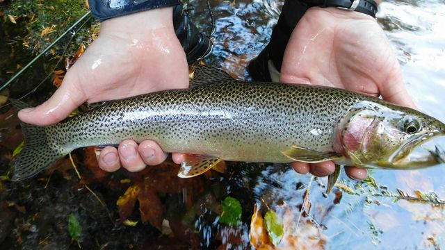 How To Catch Trout Below Dams