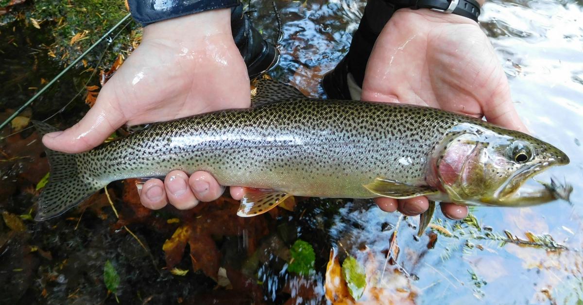 How To Catch Trout Below Dams