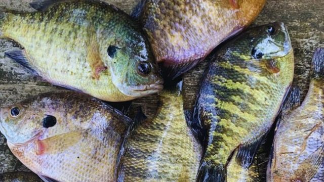10 Tips For Spring Panfish: How To Catch More Bluegill
