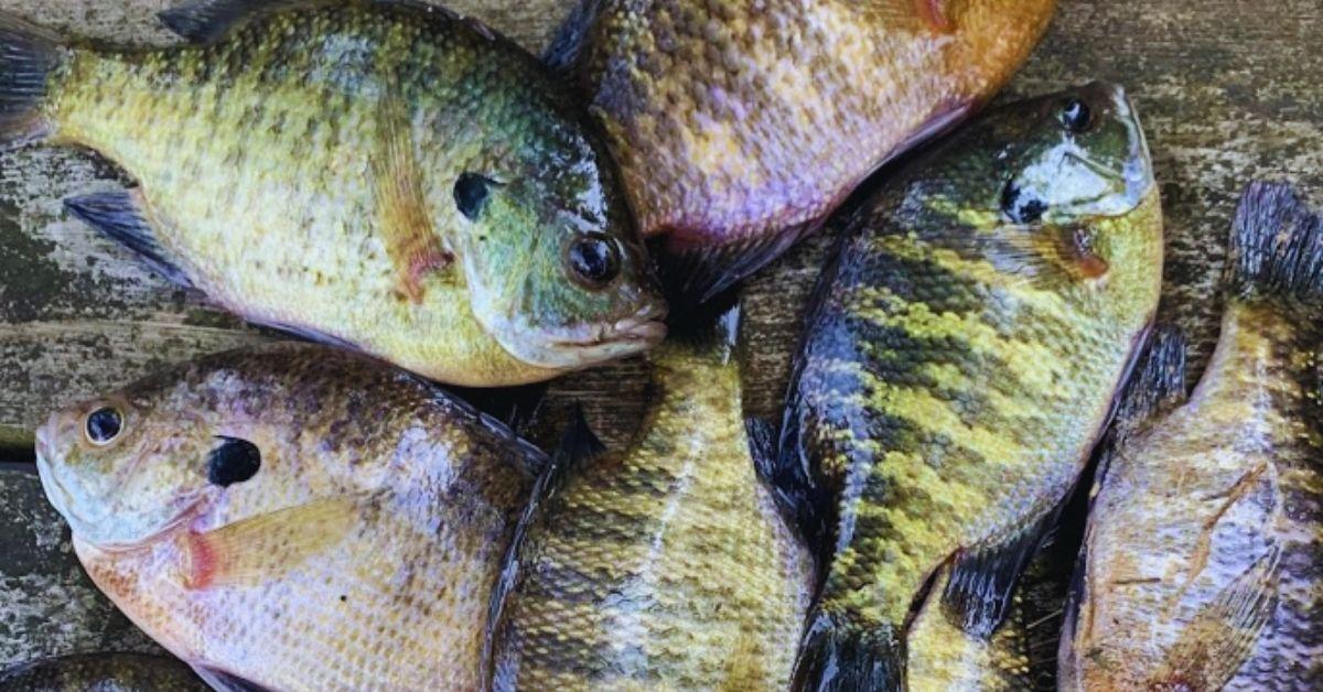 10 Tips For Spring Panfish: How To Catch More Bluegill