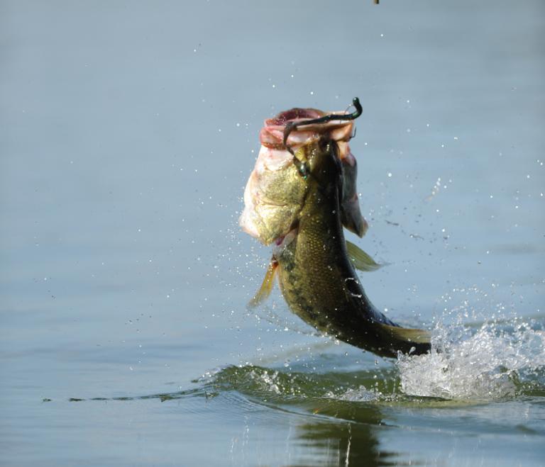 What Are "Feeder Creeks" And Why Should We Fish There?