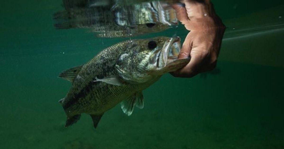 Northern Strain Bass Vs. Florida Strain Bass: What's The Difference?
