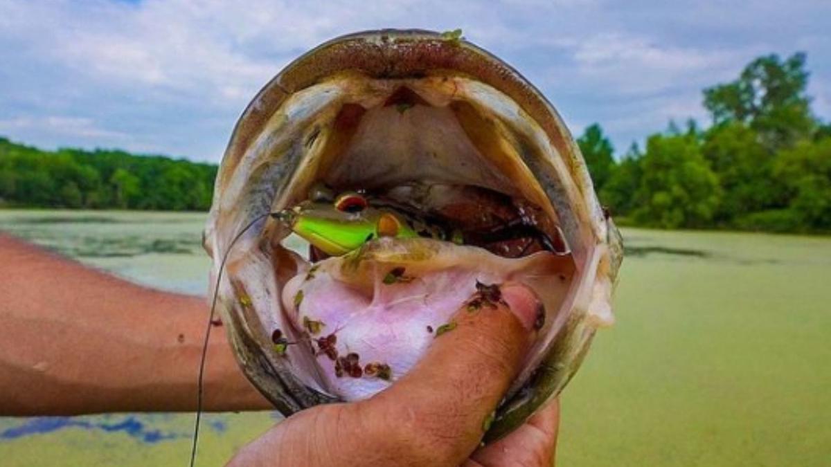 Bass Fishing Tips: 9 Basics All Anglers Need to Know