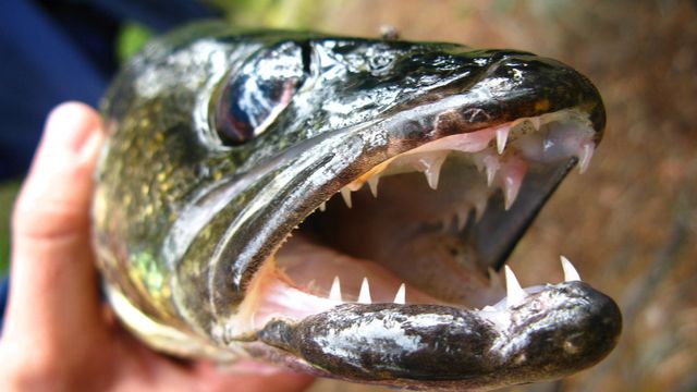 How To Catch Walleye In The Weeds