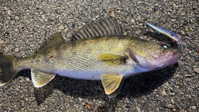 Lures, Rigs, And Jigs That Crush Walleye In The Fall