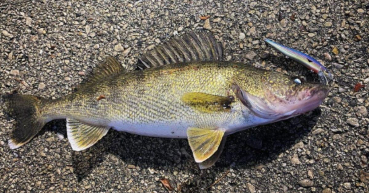 Lures, Rigs, And Jigs That Crush Walleye In The Fall