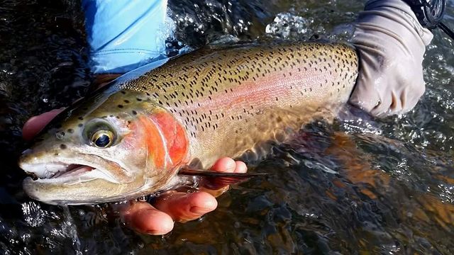 3 Basic Techniques To Catch More Trout