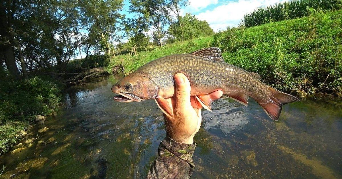 Trout Fishing In Wisconsin: How To Catch Fish In The Driftless Region
